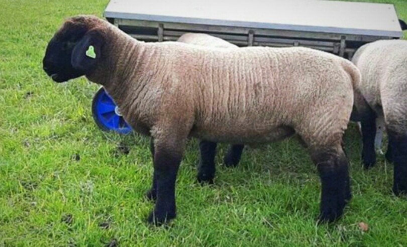 Suffolk dekram gezocht, Dieren en Toebehoren