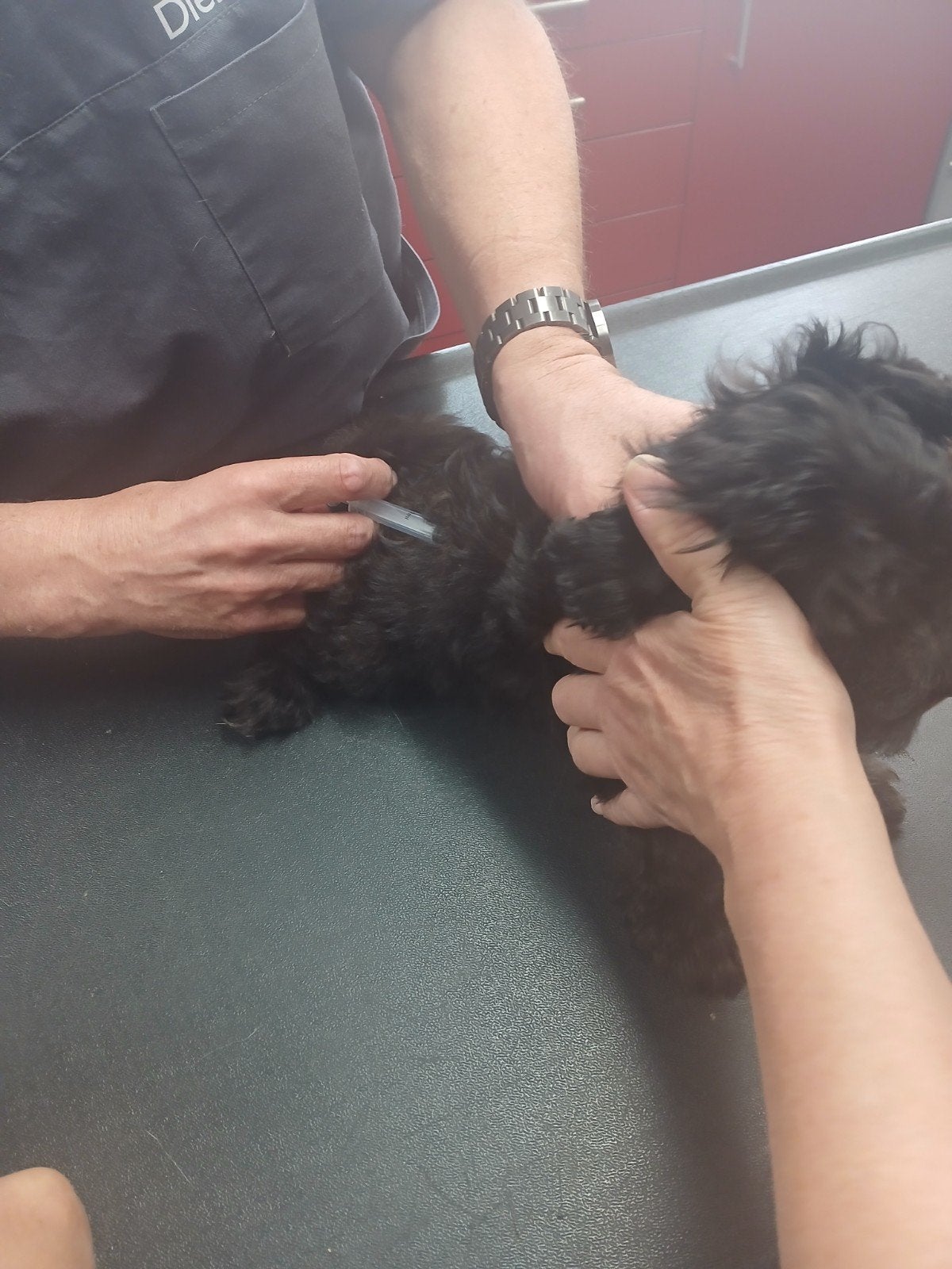 Knuffelige maltipoo pups beschikbaar, 1 meisje en 2 jongens, Parvo, Overige rassen, 8 tot 15 weken, Meerdere