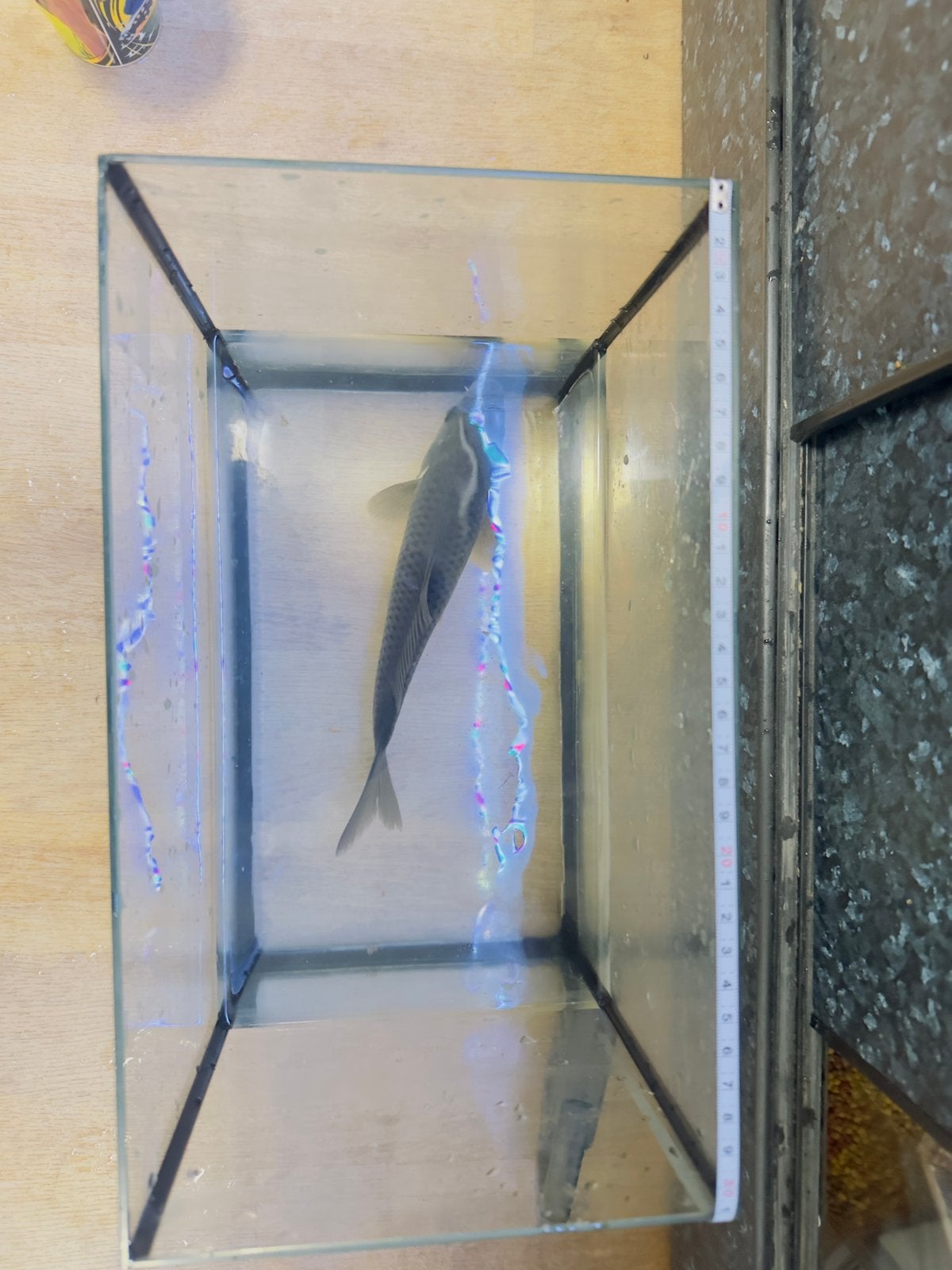 Koi, Karper of Koi