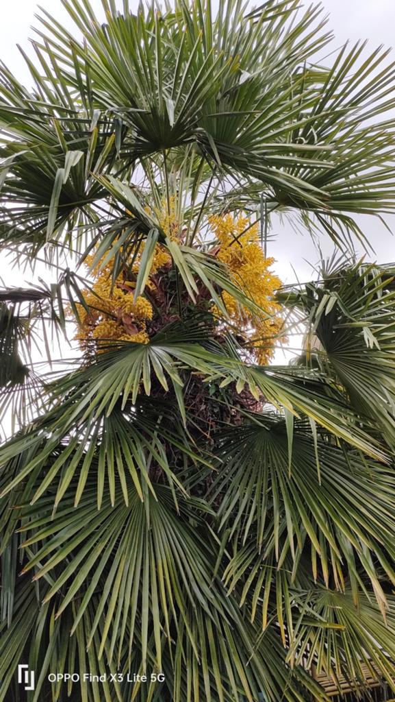 Trachycarpus Fortunei Palmboom - Winterharde Palm, Ophalen