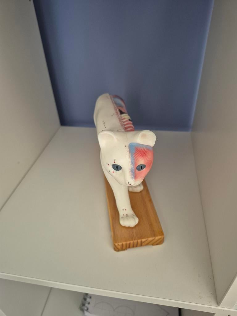 Anatomisch model kat accupunctuur, Ophalen of Verzenden, Zo goed als nieuw, Poppenhuis
