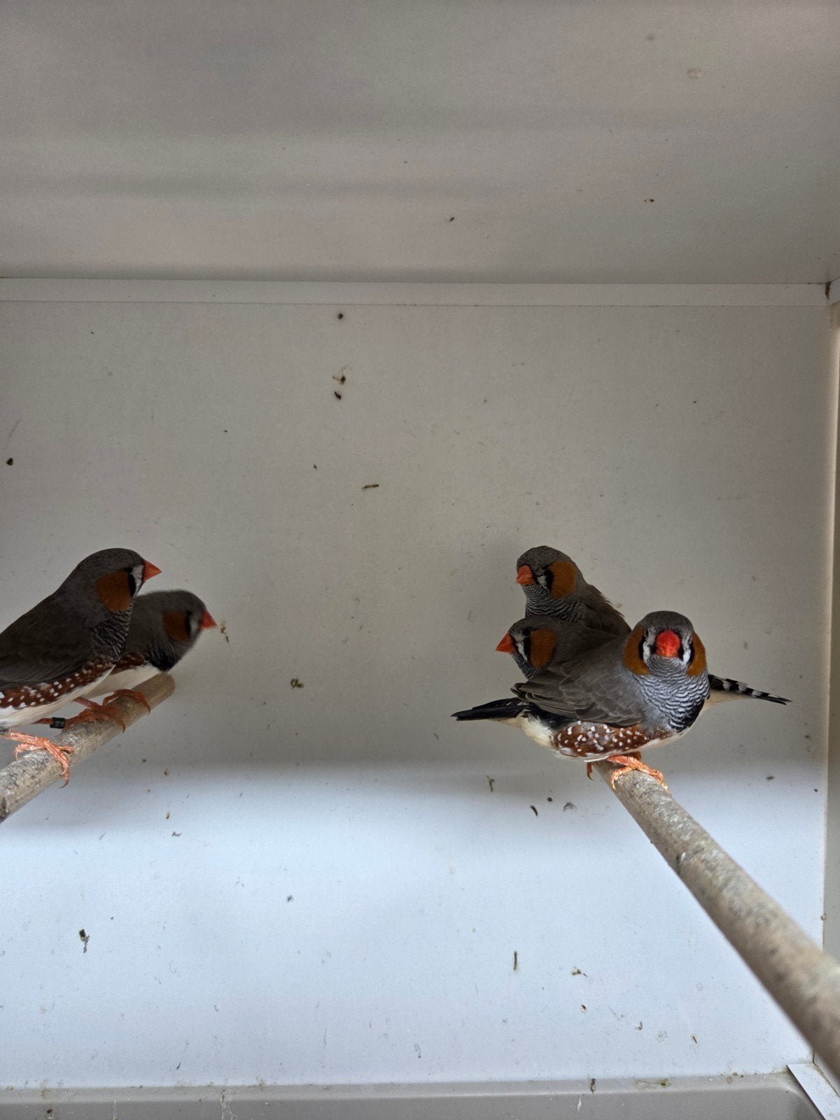 Zebravinken split Charcoal, Dieren en Toebehoren, Vogels | Overige Vogels, Meerdere dieren