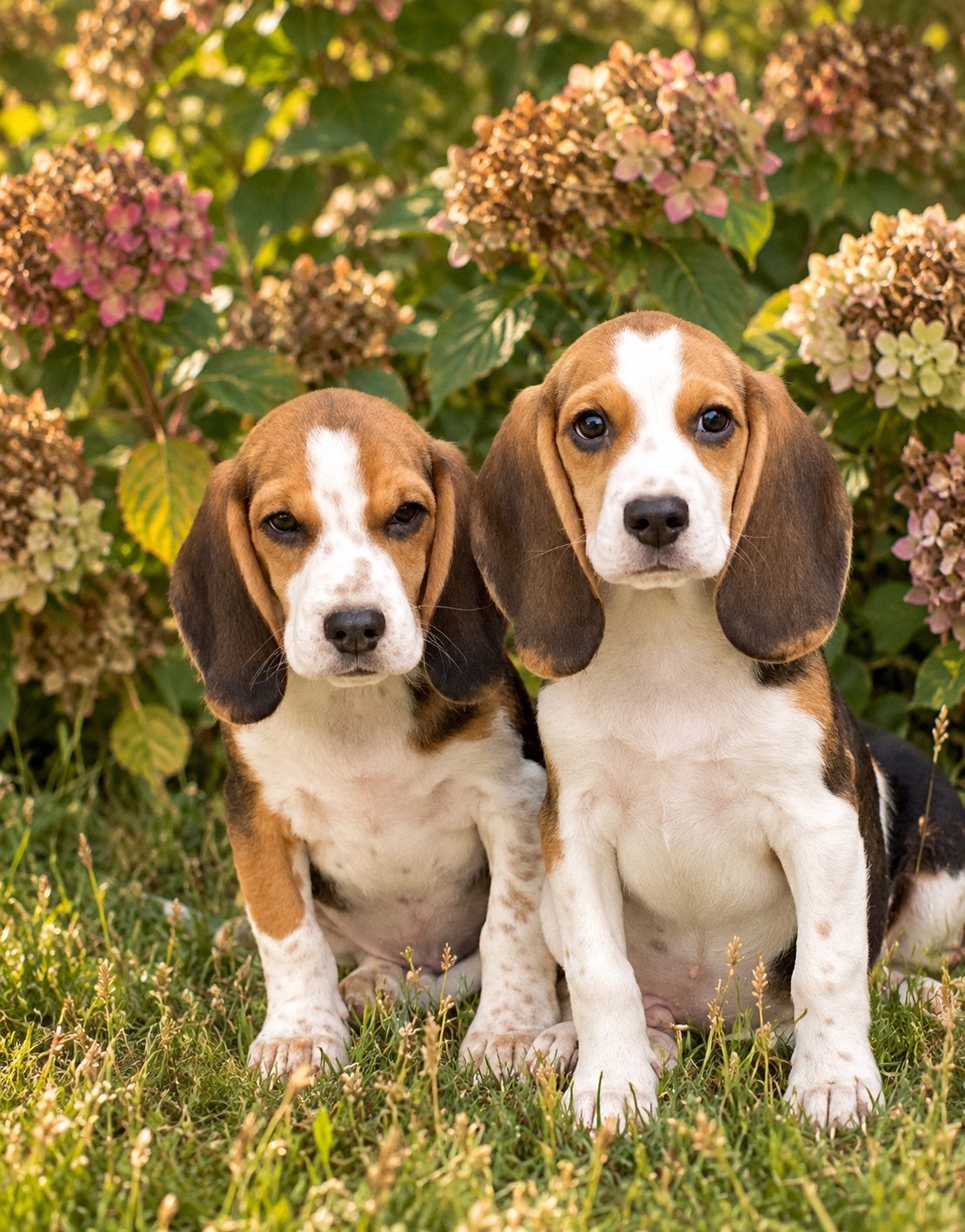 Vrolijke en speelse BEAGLE pups, Parvo, Beagle, Nederland, Reu