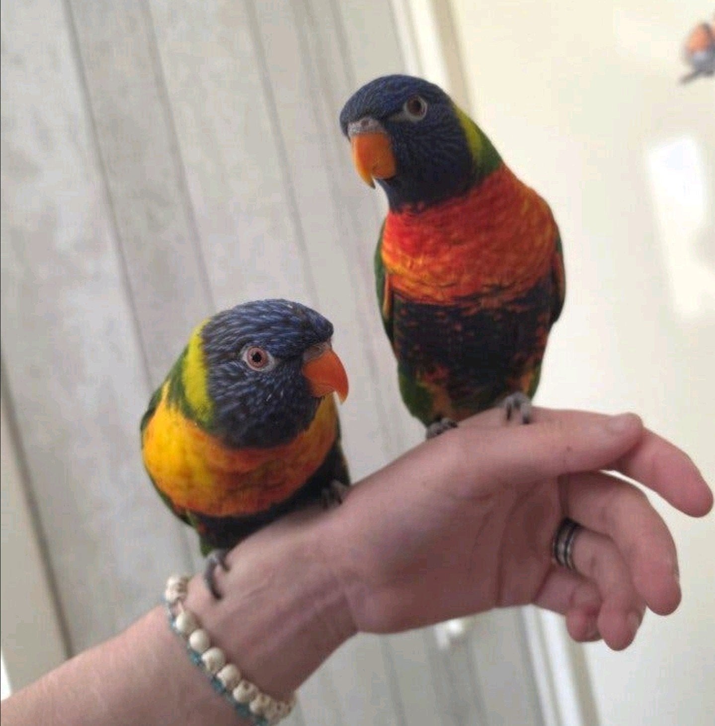 2 tamme lori van de blauwe bergen, Meerdere dieren, Parkiet