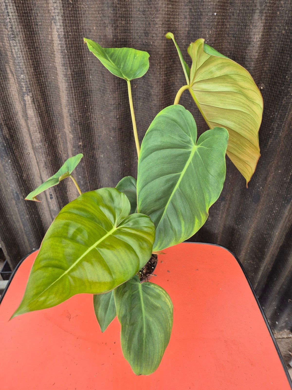 Philodendron Billietiae x Pastazanum p14 (1), Huis en Inrichting, Ophalen of Verzenden, Halfschaduw, Minder dan 100 cm