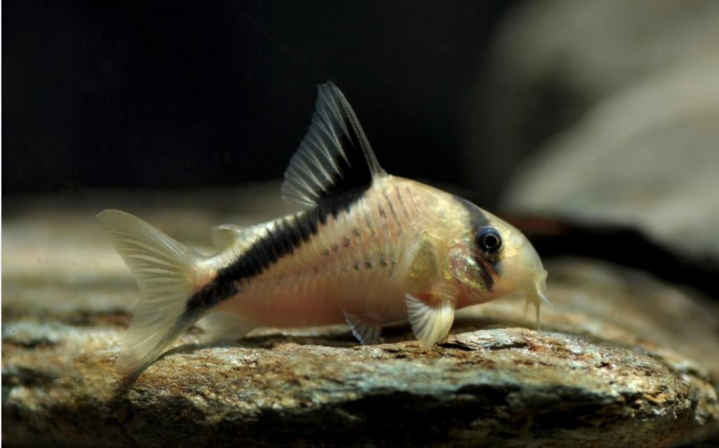 Corydoras Melini / Pantsermeerval, Dieren en Toebehoren, Vis, Zoetwatervis, Schoolvis