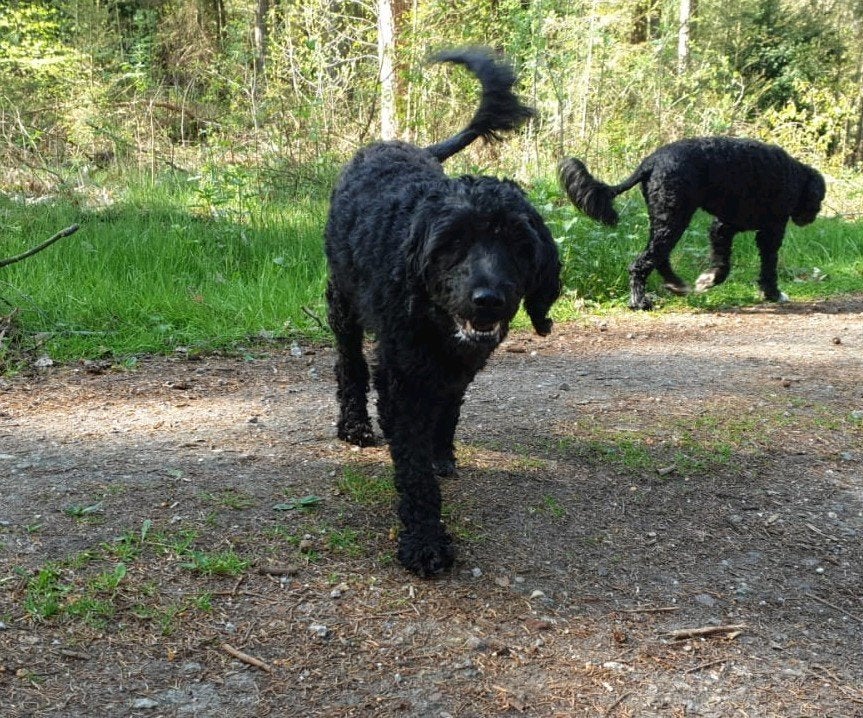 GEZOCHT: dagopvang hond Hilversum + omgeving,  donderdagen, Ophalen of Verzenden