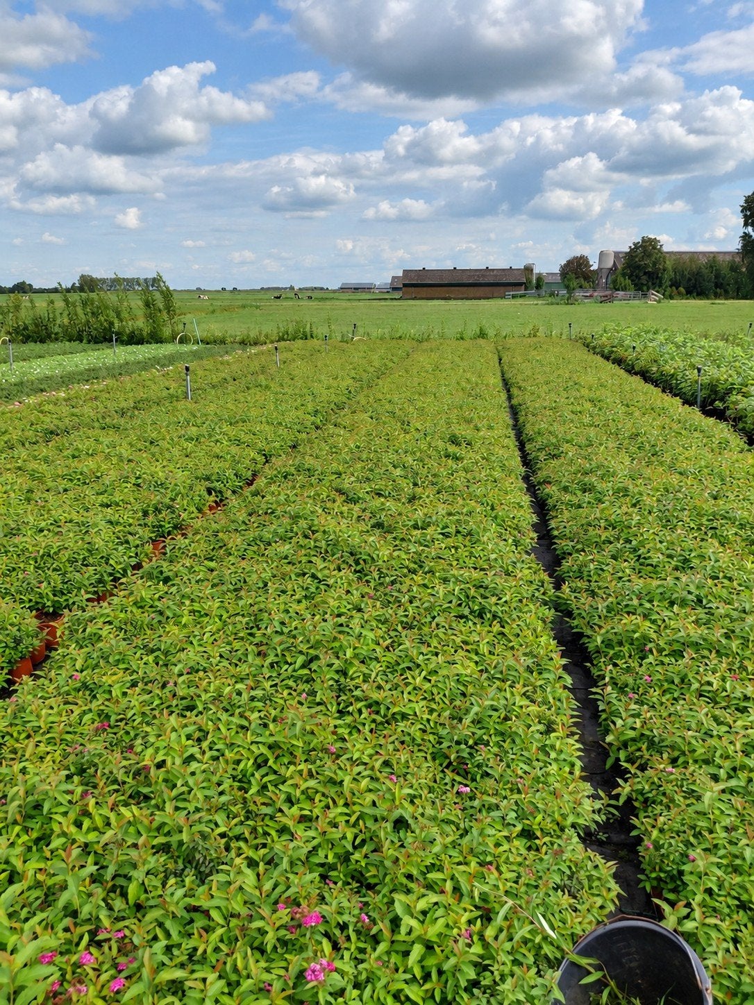 Spirea Japonica 'Anthony Waterer' - Compacte Roze Bloeier, Volle zon, Vaste plant, Zomer, Ophalen