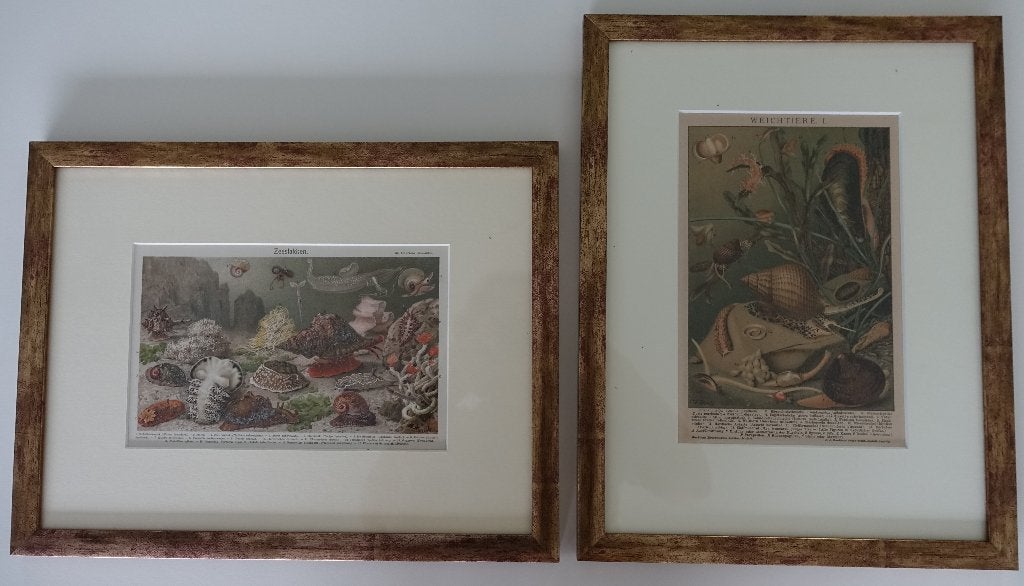 Twee antieke kleurenlitho's zeeslakken/weekdieren, Antiek en Kunst, Kunst | Etsen en Gravures, 1800 - 1899, Ophalen of Verzenden