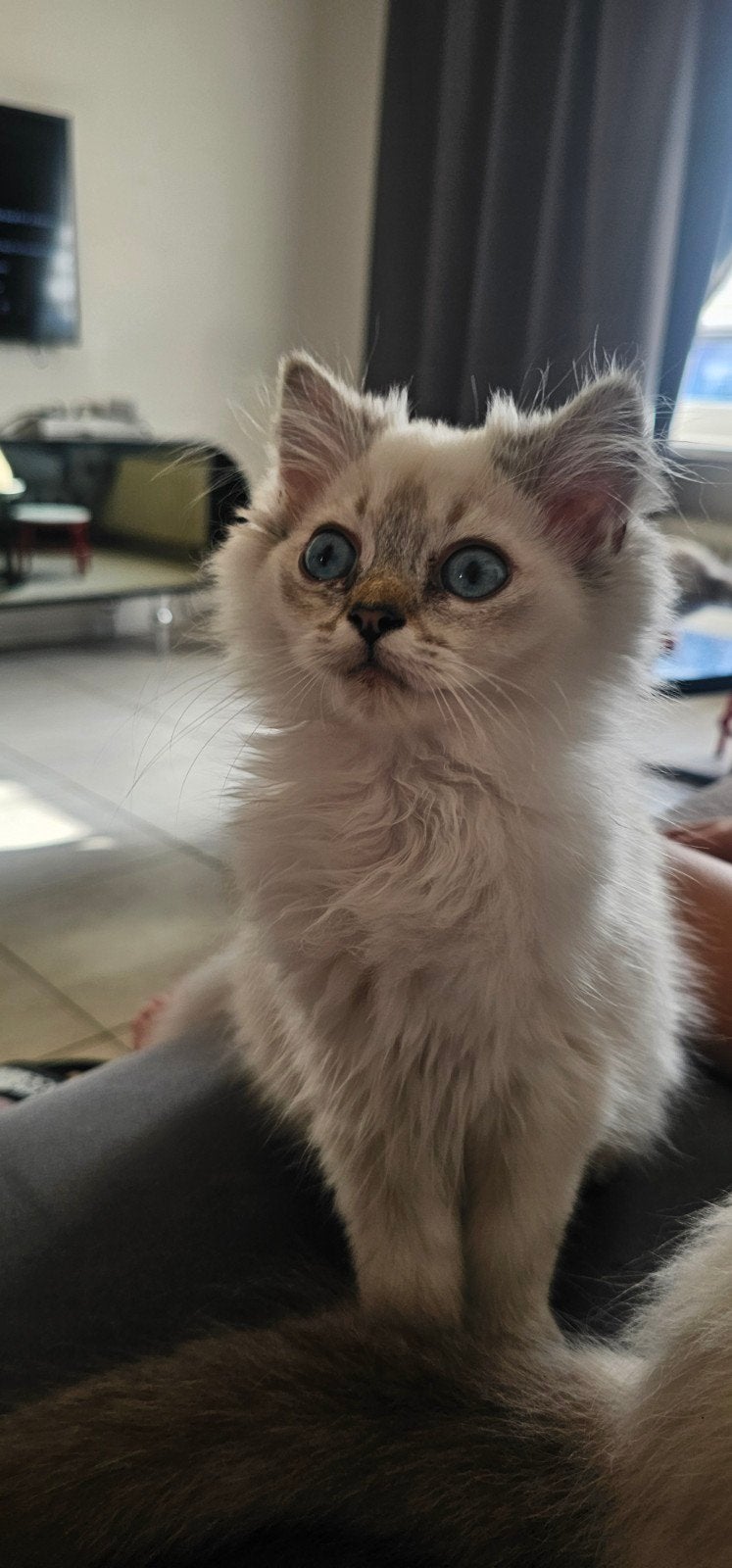 Britse langharige kittens, Poes