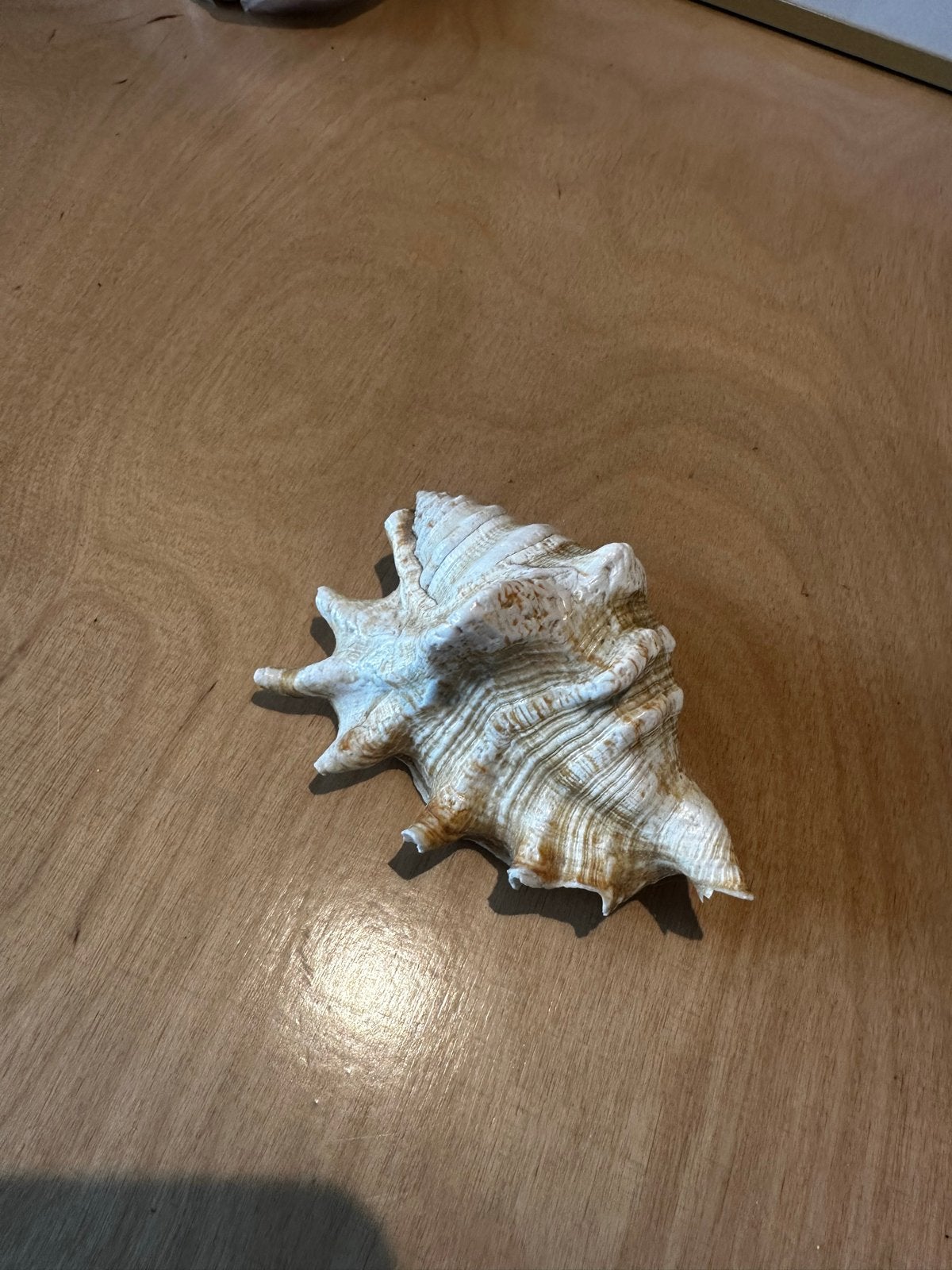 Mooie grote schelp - 11 cm, Ophalen of Verzenden, Gebruikt