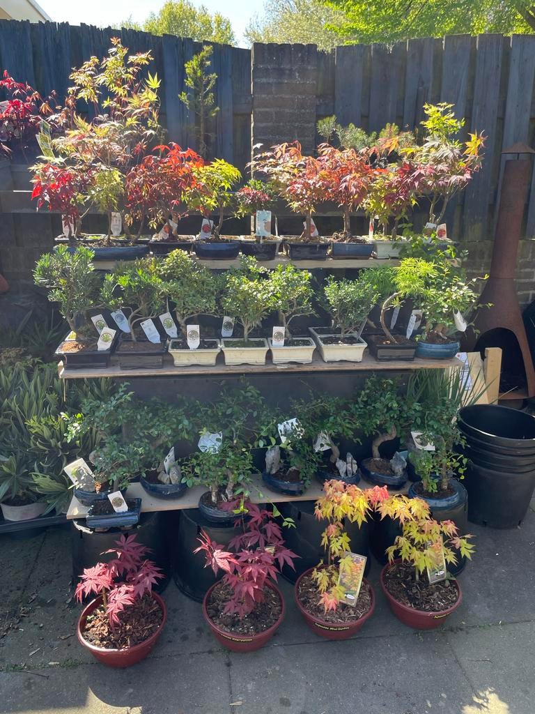 Diverse mooie bonsai bomen, Ophalen of Verzenden, Bloeit niet, Overige soorten, Halfschaduw