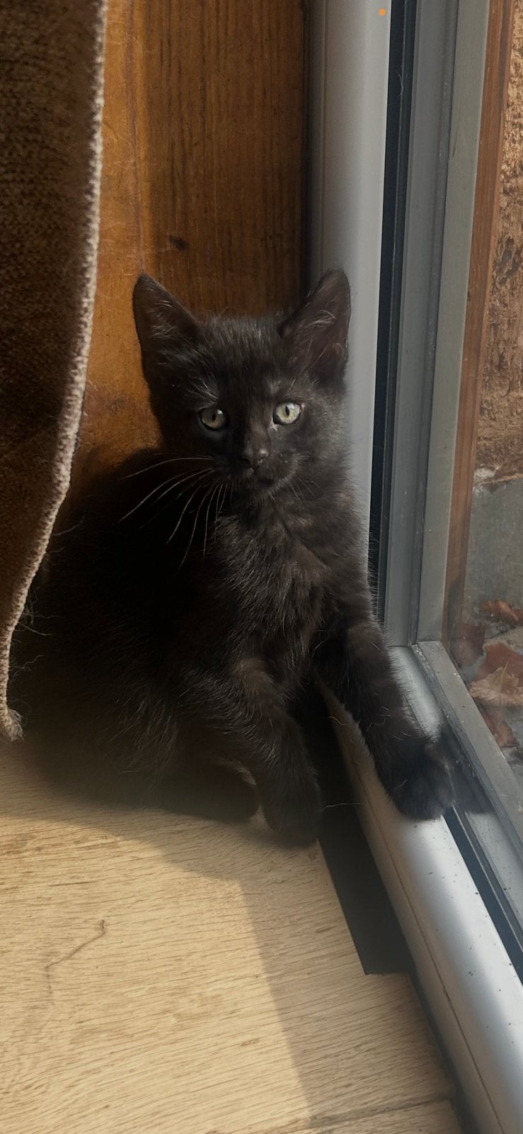 X Maine coon / britse korthaar, Kater, Ontwormd