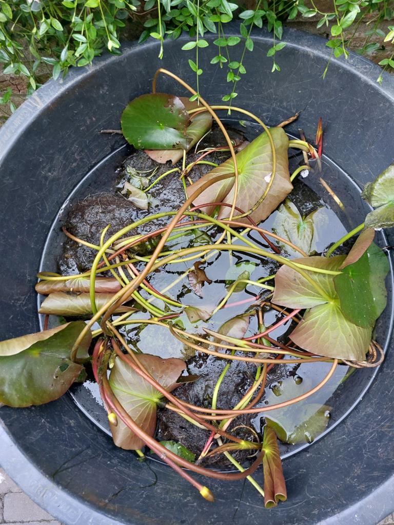 Waterlelies (5 stuks) voor vijver of waterpartij, Tuin en Terras, Vijvers, Ophalen, Gebruikt