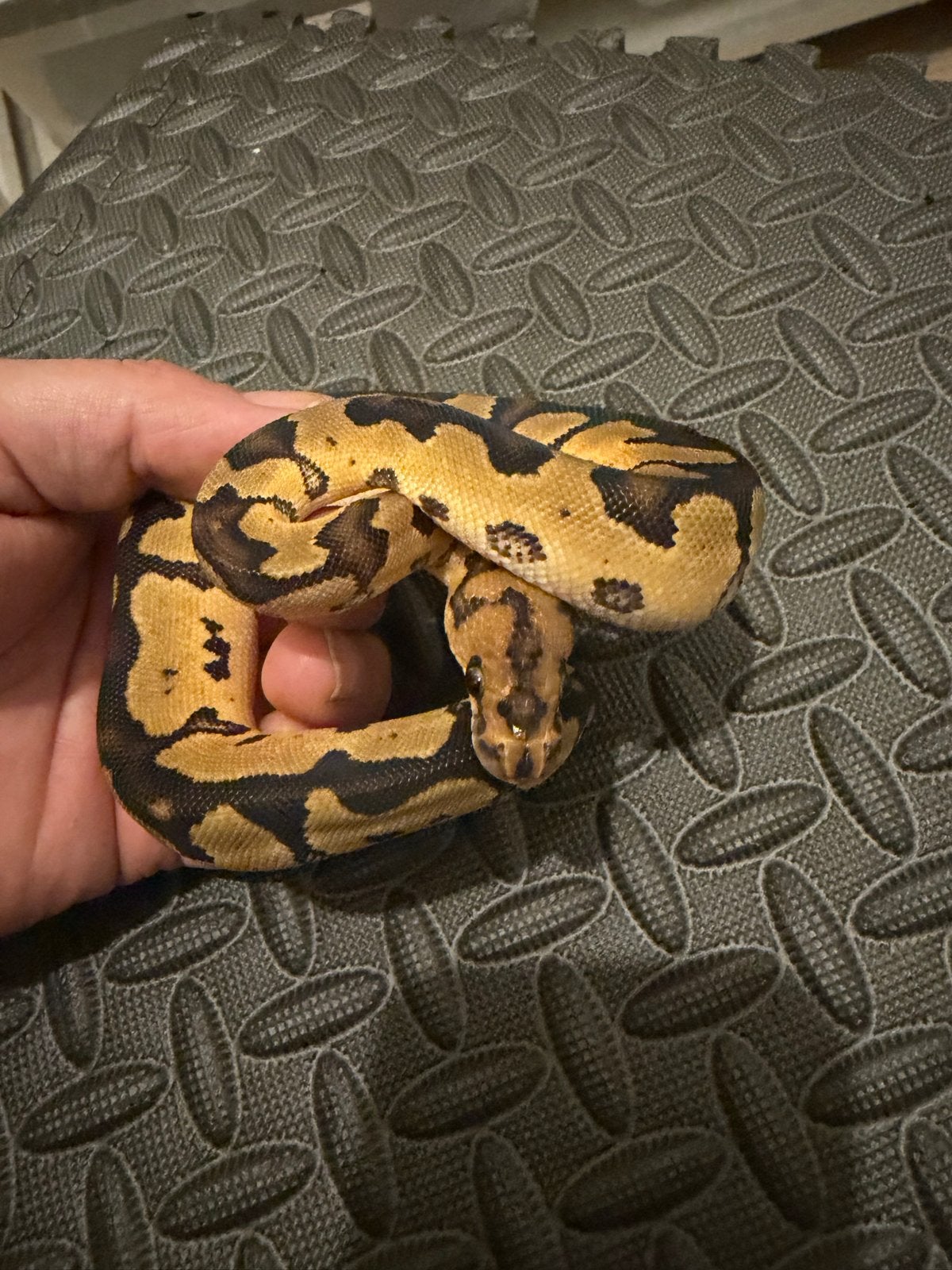0.1 Ballpython / Regius Ball Python photo 2