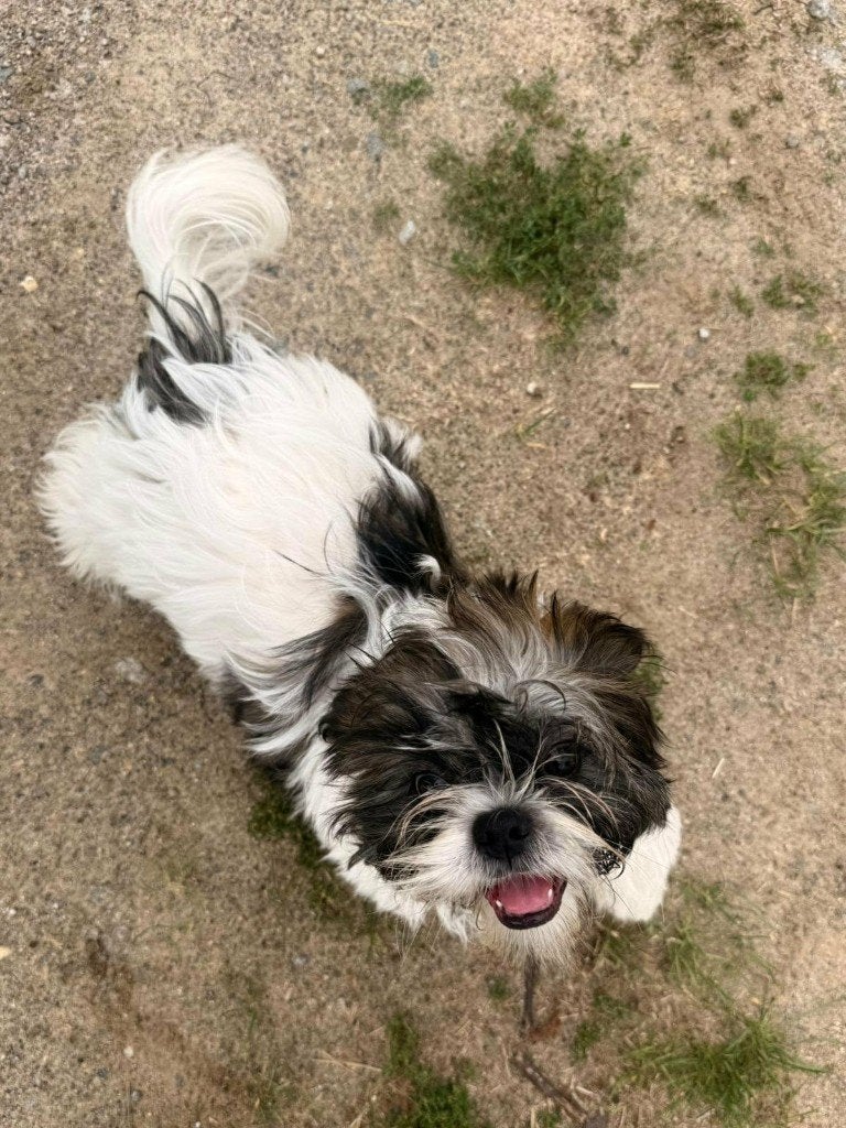 honden, België, Particulier, 8 tot 15 weken, Parvo