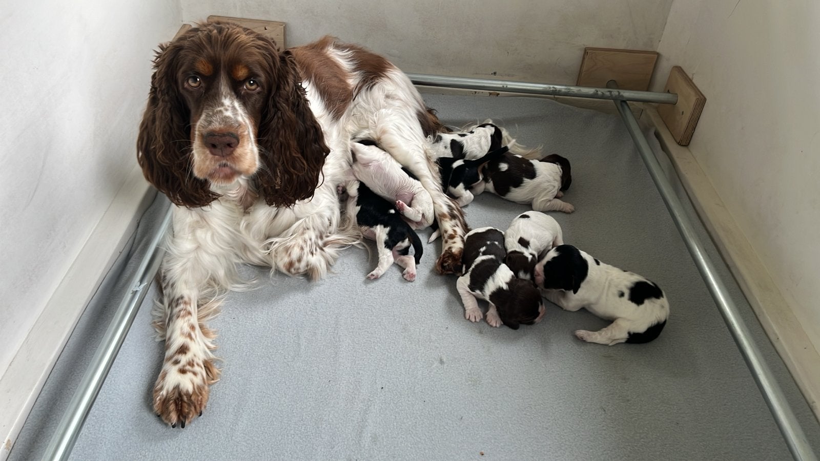 Werpkist voor middelgrote honden., Dieren en Toebehoren, Ophalen, Gebruikt