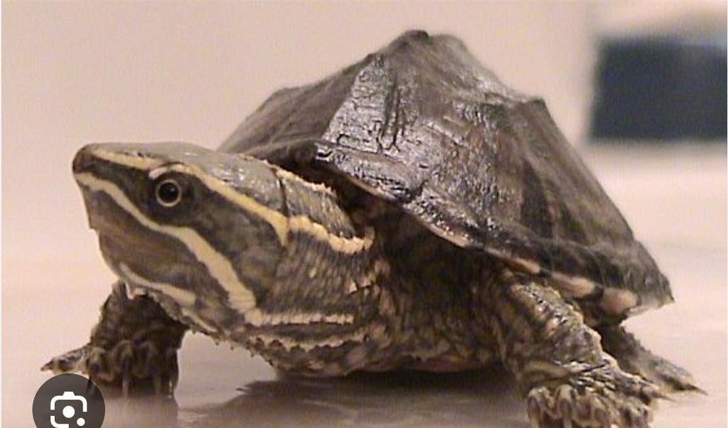 Gezocht  muskus man waterschildpad, 0 tot 2 jaar
