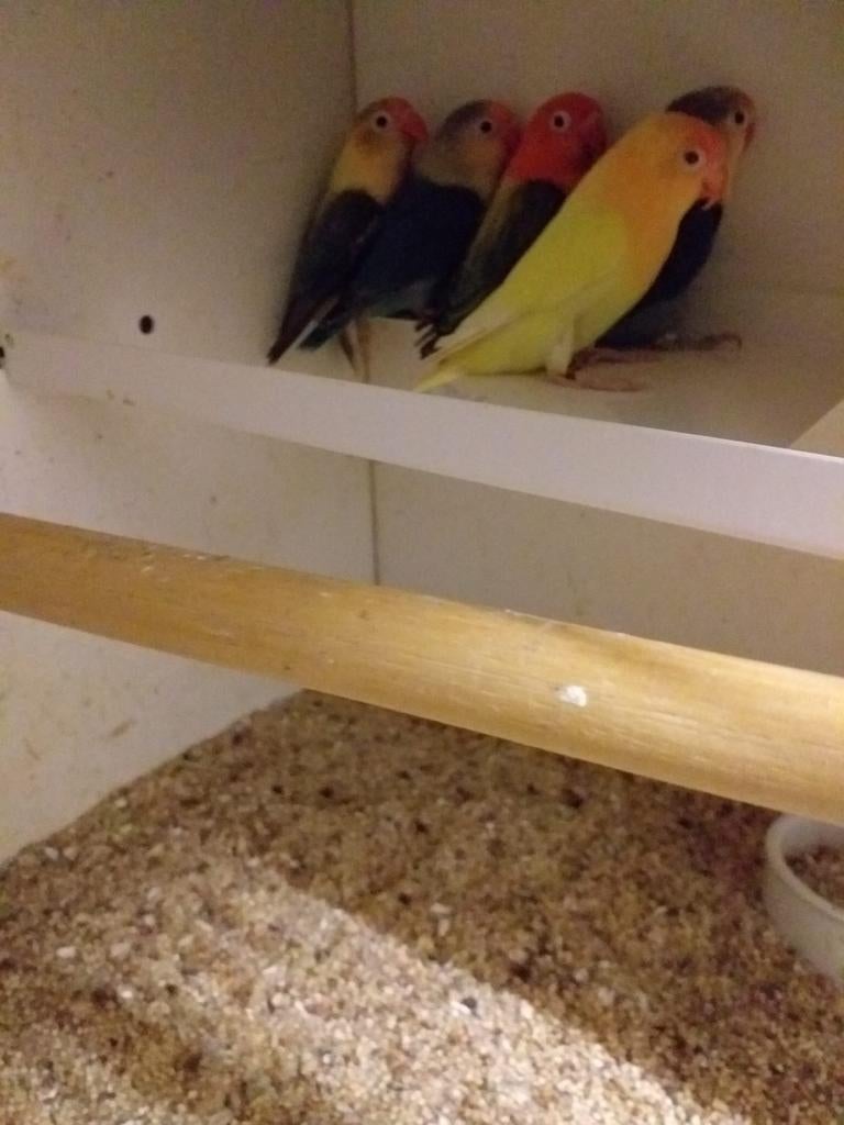 Fischeri opaline split creme ino brr, Dieren en Toebehoren, Meerdere dieren, Dwergpapegaai of Agapornis