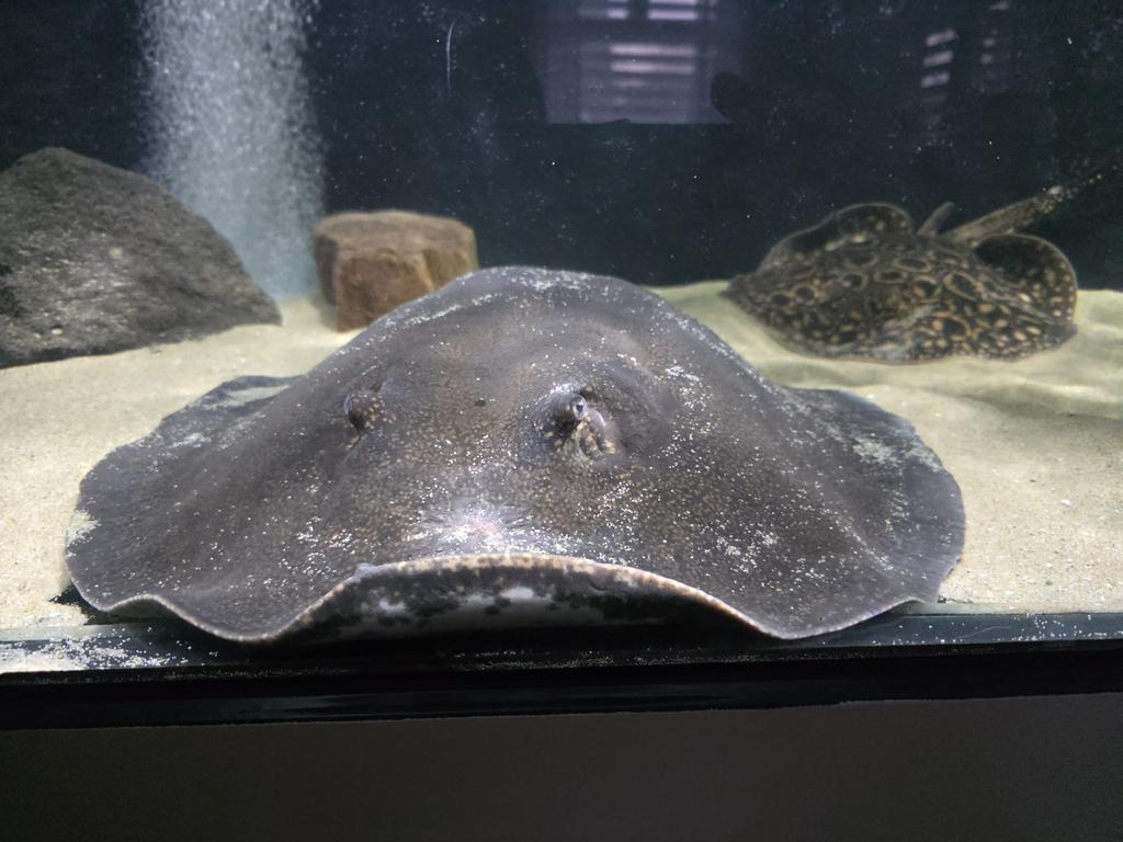 Boesemani x magdalena F1 Potamotrygon koppel, Dieren en Toebehoren, Vissen | Aquariumvissen, Vis