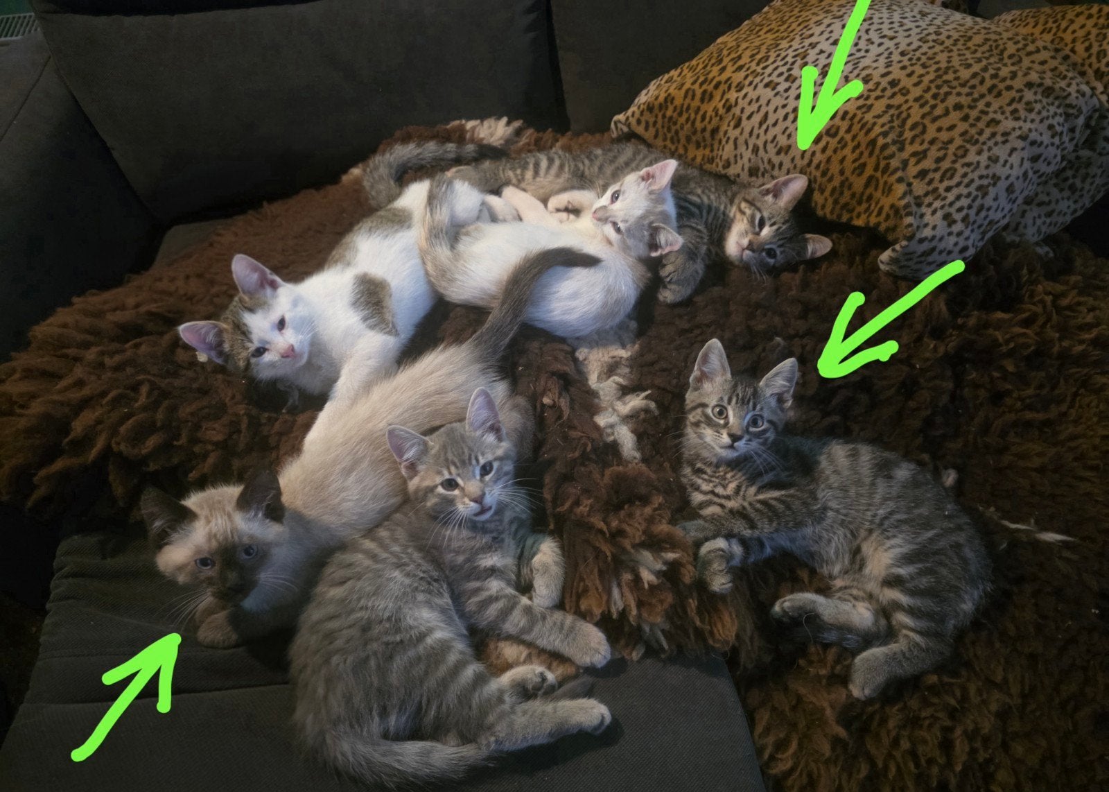 Nog 3 kittens beschikbaar, Kater