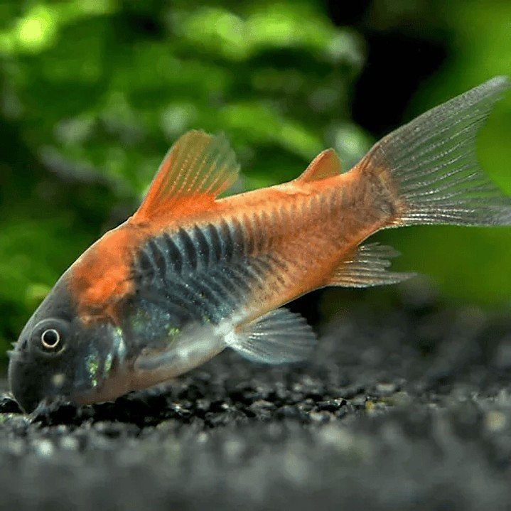 Corydoras Orange Venezuela - Locatie Bilzen BE, Vis, Zoetwatervis, Schoolvis