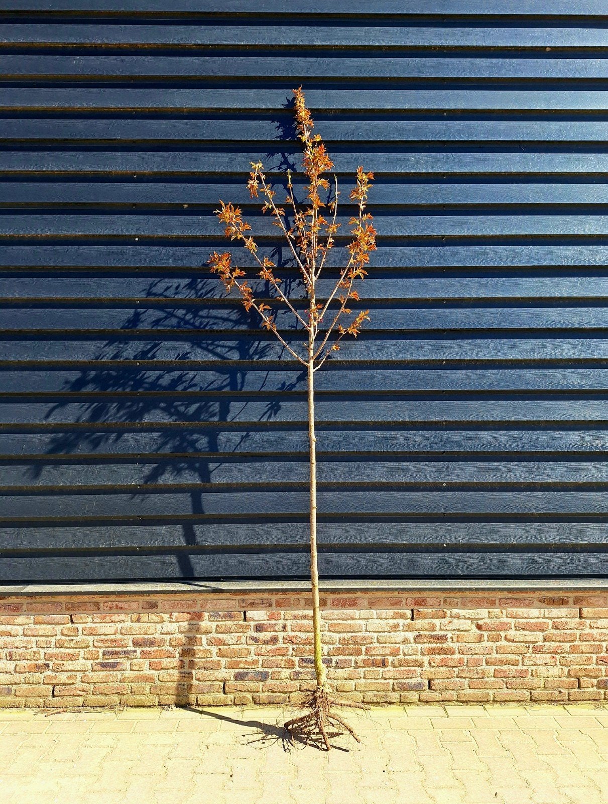 Prunus serrulata 'Kanzan' ️☘️🌸, Ophalen, Volle zon, Overige soorten
