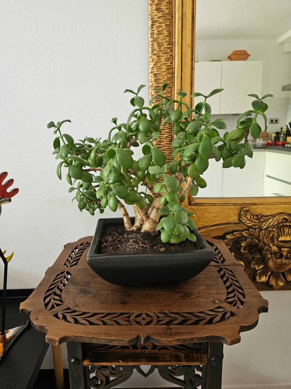 Plant in pot, Huis en Inrichting, Kamerplanten, Ophalen, In pot, Halfschaduw, Minder dan 100 cm