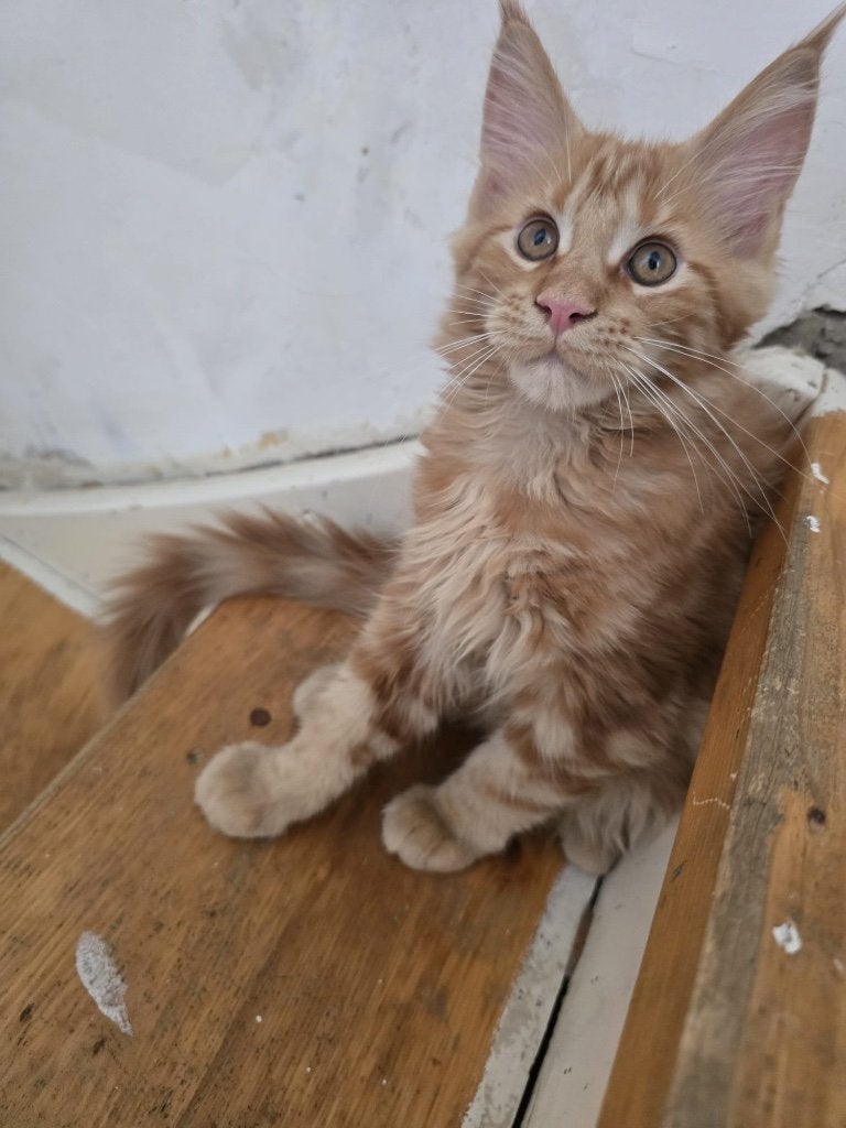 Maine Coon, Dieren en Toebehoren, Katten en Kittens | Raskatten | Langhaar, Meerdere dieren