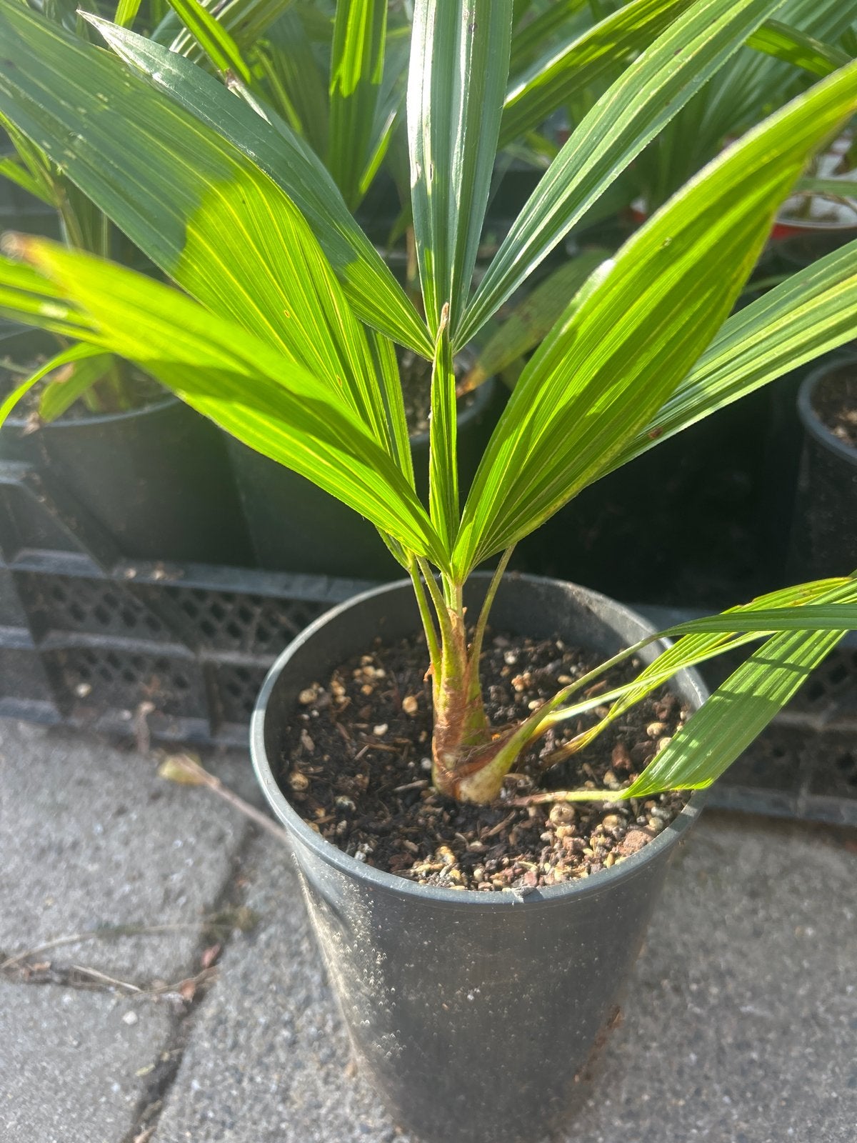 Winterharde Trachycarpus Fortunei Palmbomen - 30 cm, Bloeit niet, Ophalen of Verzenden, Minder dan 100 cm, Palmboom