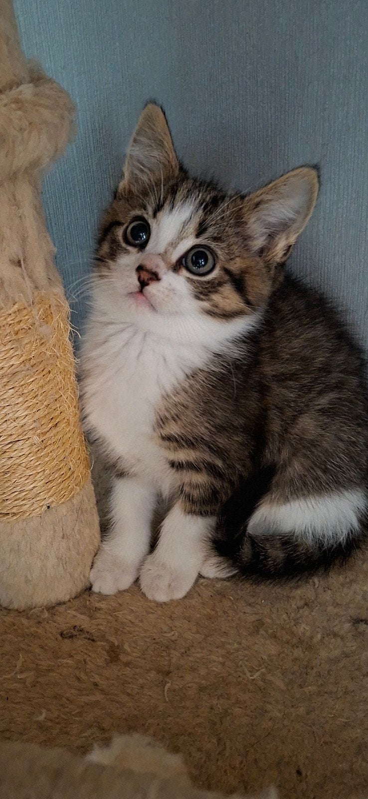 Tekoop geweldige maine coon kittens.  650,00 😻💞💙, Meerdere dieren, Ontwormd