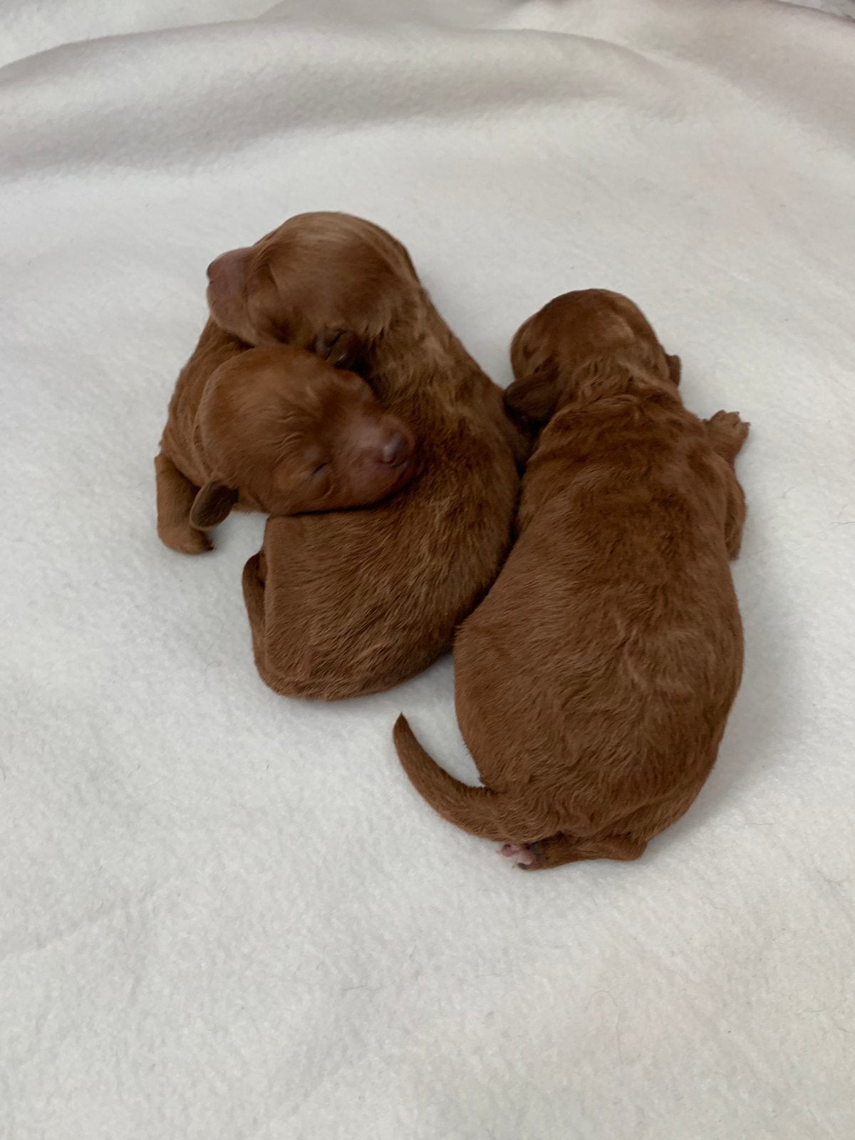 Kleine Toy poedel puppy’s, Poedel, Parvo, 8 tot 15 weken, Meerdere