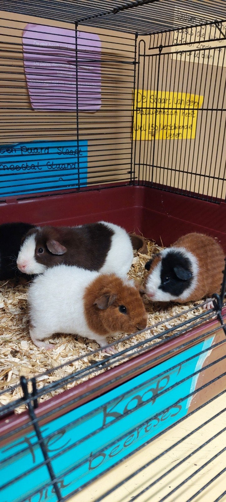 teddy beertjes, Dieren en Toebehoren, Knaagdieren, Cavia, Mannelijk, Juli, Tam
