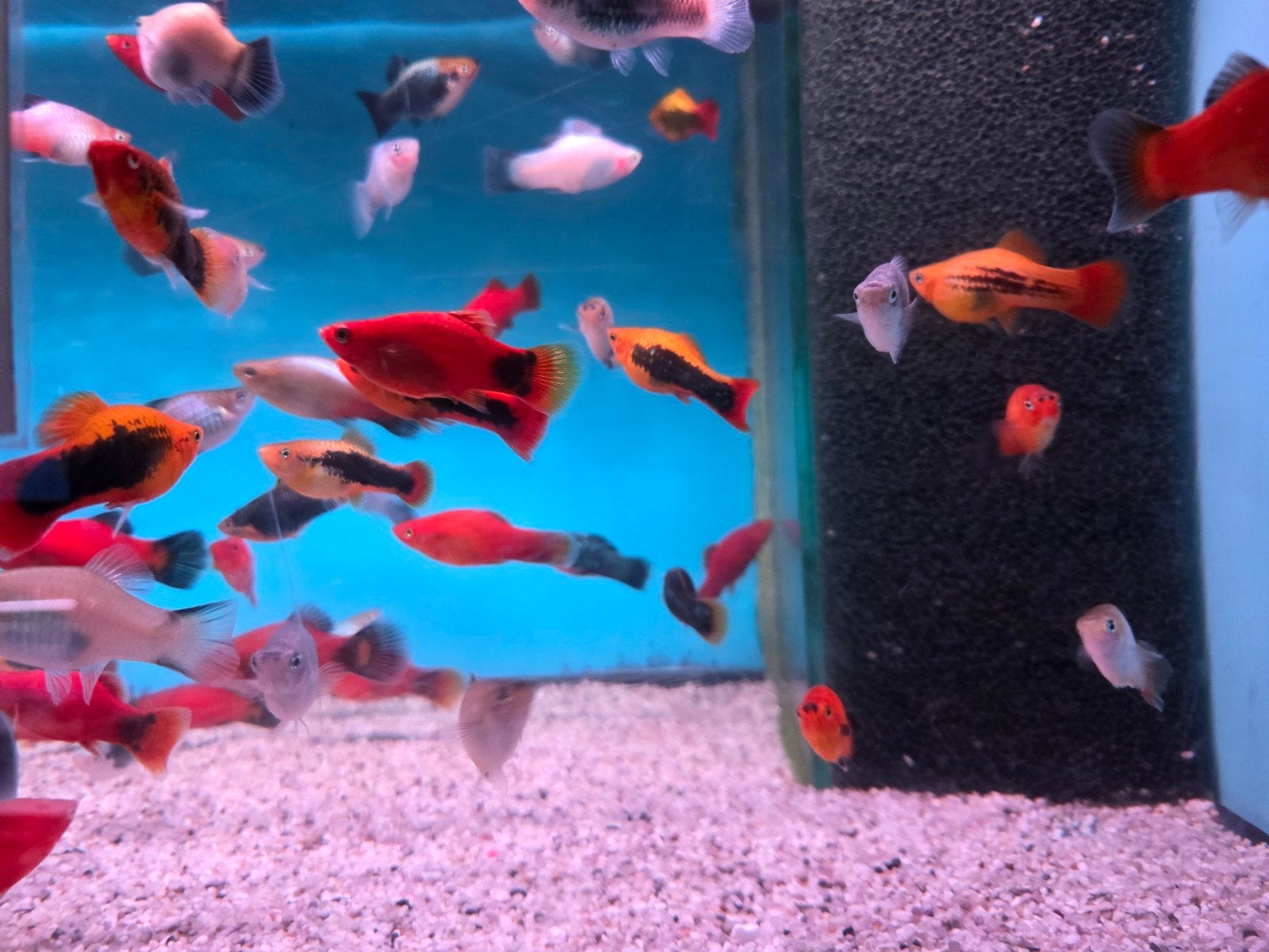Jumbo Platy mix  - Koidream Valburg, Dieren en Toebehoren, Vis, Zoetwatervis