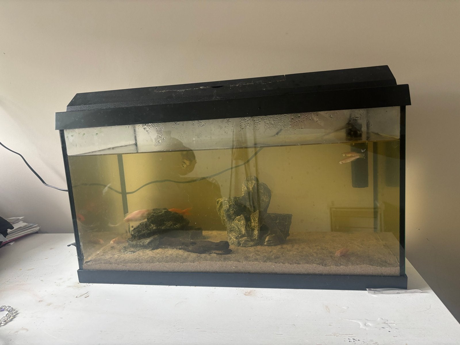Aquarium, Ophalen, Gebruikt, Gevuld zoetwateraquarium, Inclusief toebehoren