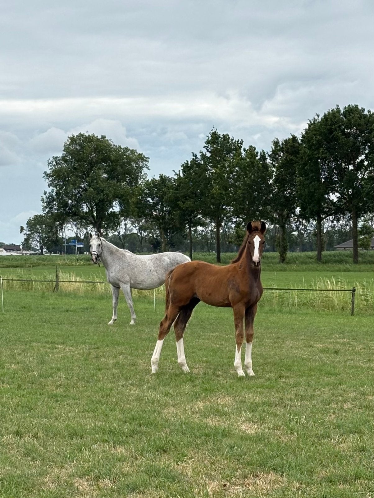 Gezocht: weiland, weide, grasland voor paarden, Weidegang, 2 of 3 paarden of pony's
