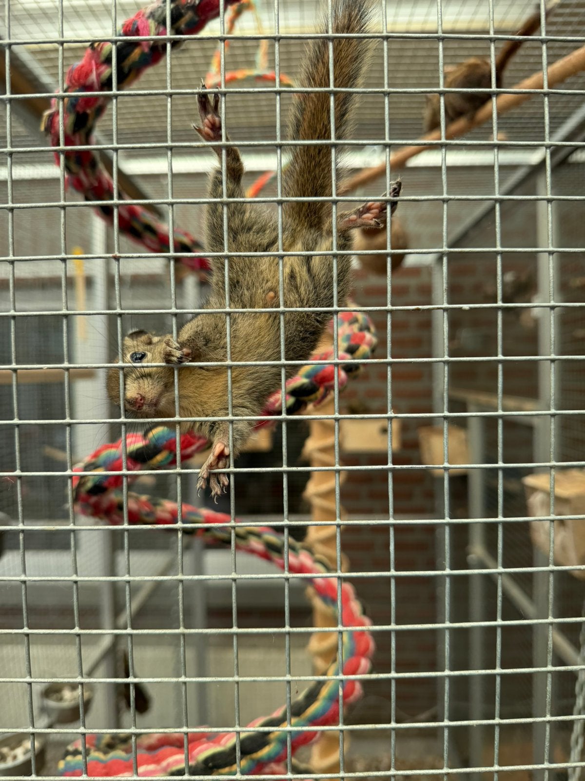 TAMIOPS Chinese boomsteekhoorns, Dieren en Toebehoren, Knaagdieren, April, Meerdere dieren, Overige typen