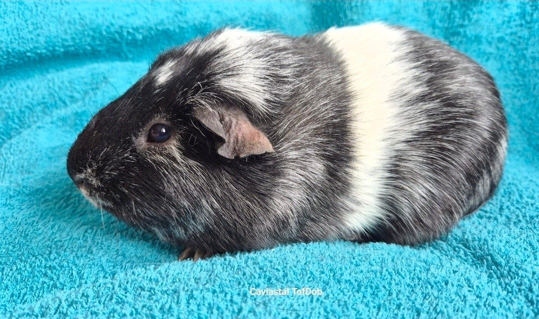 koppel magpie, Dieren en Toebehoren, Oktober, Meerdere dieren, Cavia