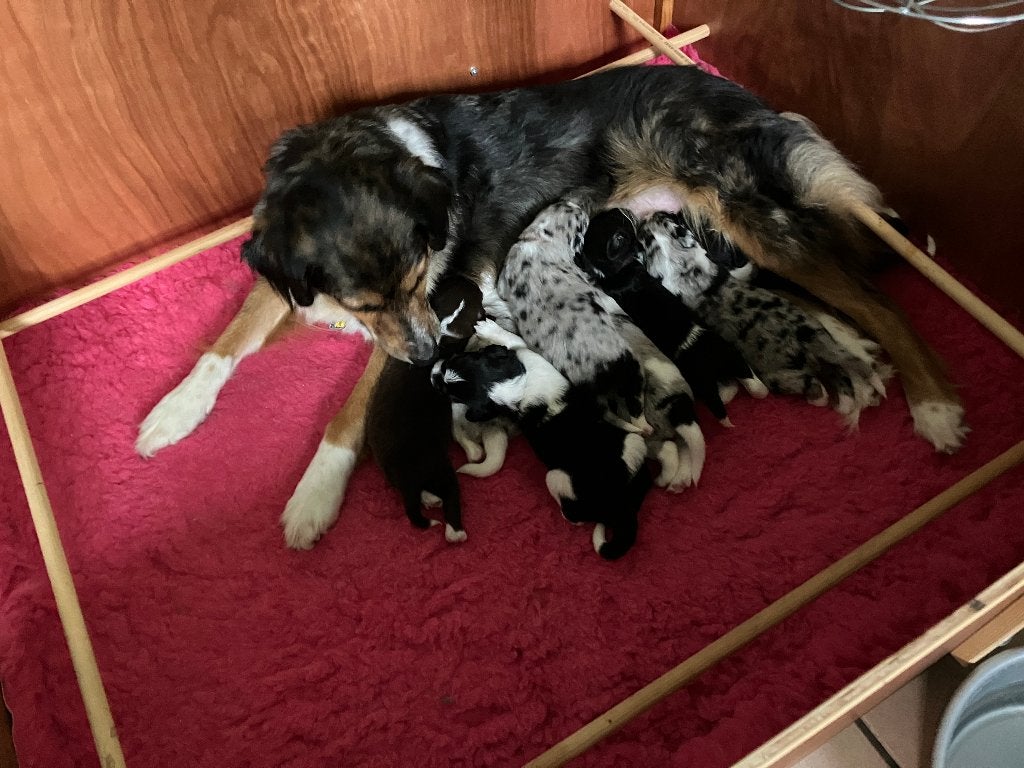 Pups kruising Australian Shepherd & Friese Stabij, Dieren en Toebehoren, Parvo, 8 tot 15 weken, Meerdere, Meerdere dieren