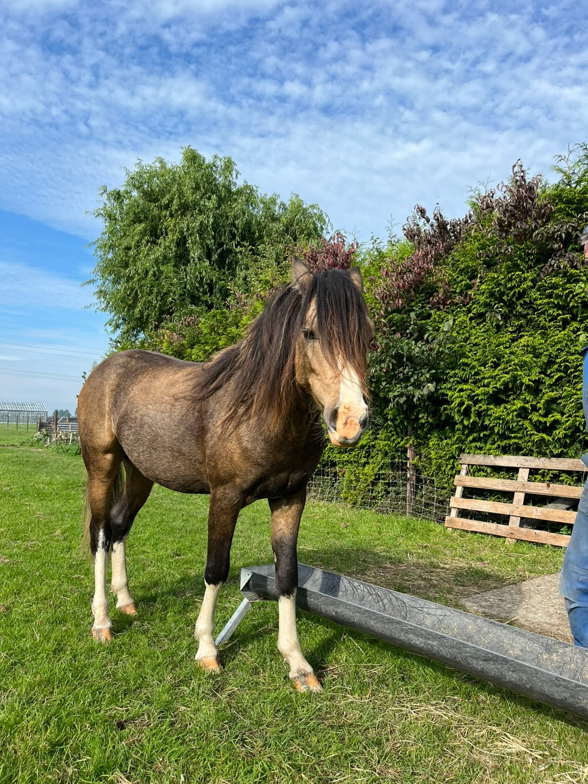 Welsh pony sectie B, Dieren en Toebehoren, Met stamboom, Niet van toepassing, 0 tot 2 jaar, Hengst