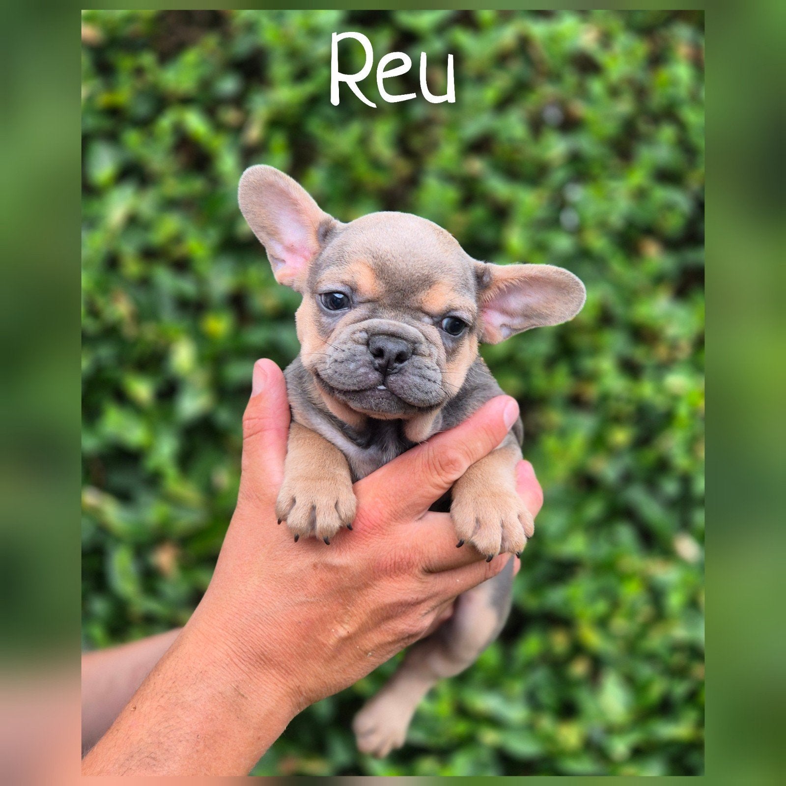 Prachtige Franse Bulldog pups, Dieren en Toebehoren, Parvo, Nederland, 8 tot 15 weken, Bulldog