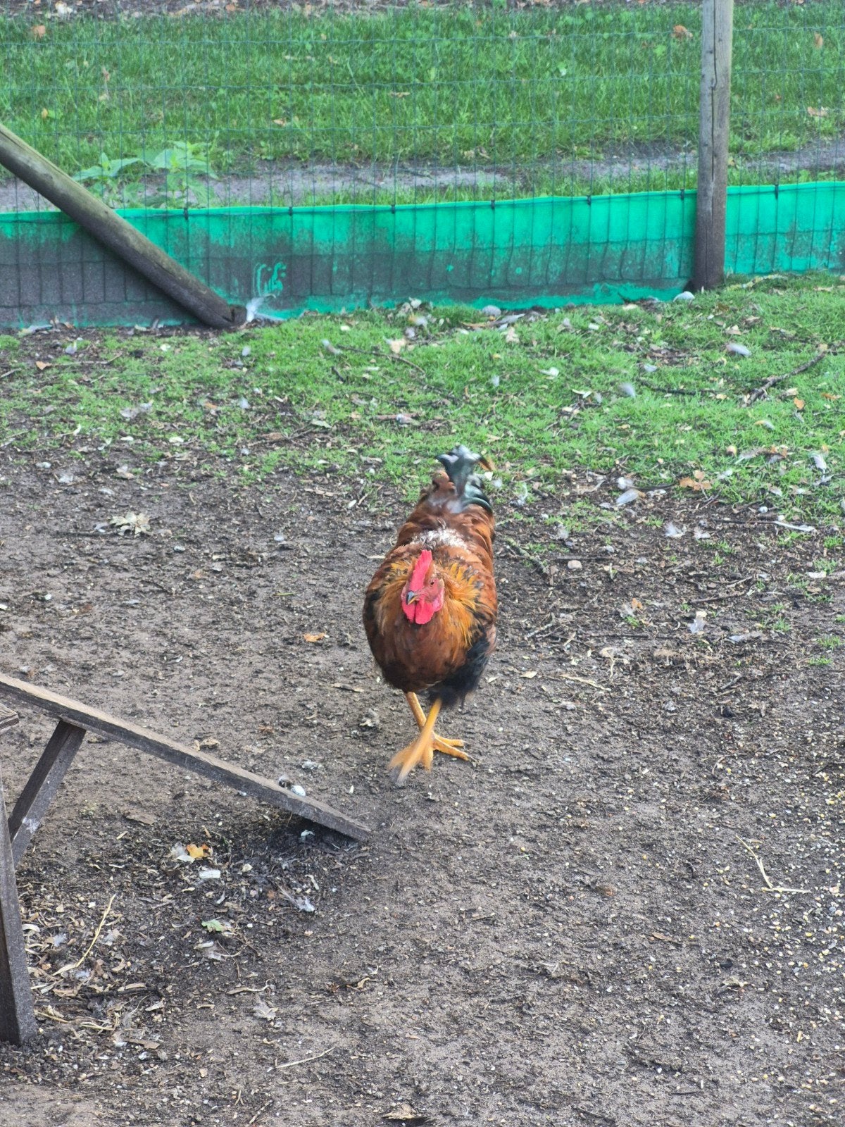 Barnevelder hanen. 5 maand oud., Dieren en Toebehoren, Mannelijk, Kip