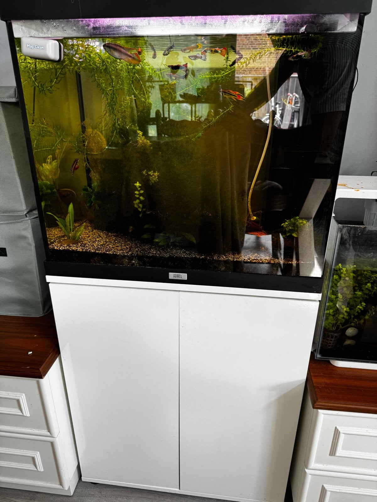 Juwel Lido 120, Ophalen, Zo goed als nieuw, Gevuld zoetwateraquarium