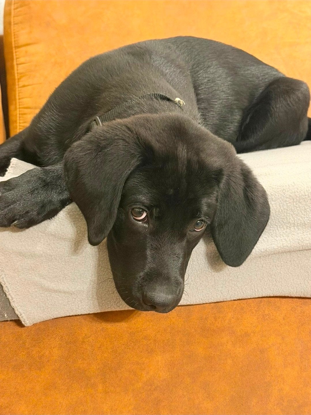 labrador pup 12 weken zindelijk met alle toebehoren en bench, Dieren en Toebehoren, Honden | Niet-rashonden, België, Particulier