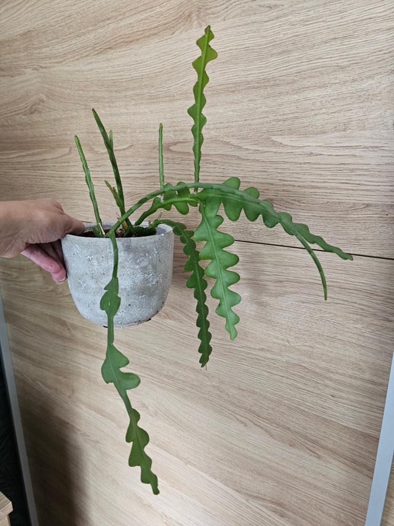 'Hangcactus' vetplant, epiphyllum, Huis en Inrichting, Ophalen of Verzenden, Halfschaduw, Minder dan 100 cm