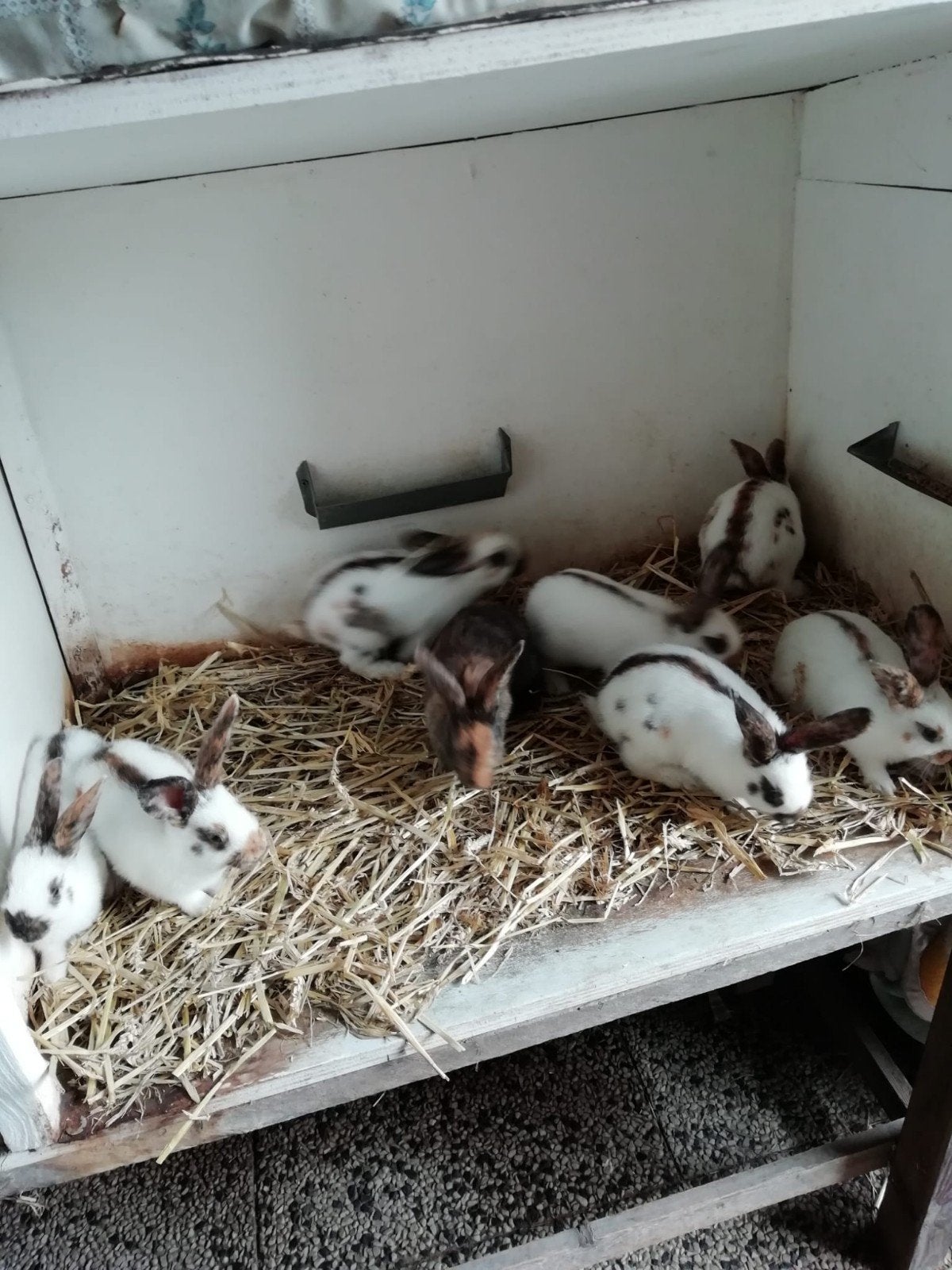 Rijnlander middelgroot te koop, Dieren en Toebehoren, Meerdere dieren, Middelgroot, 0 tot 2 jaar