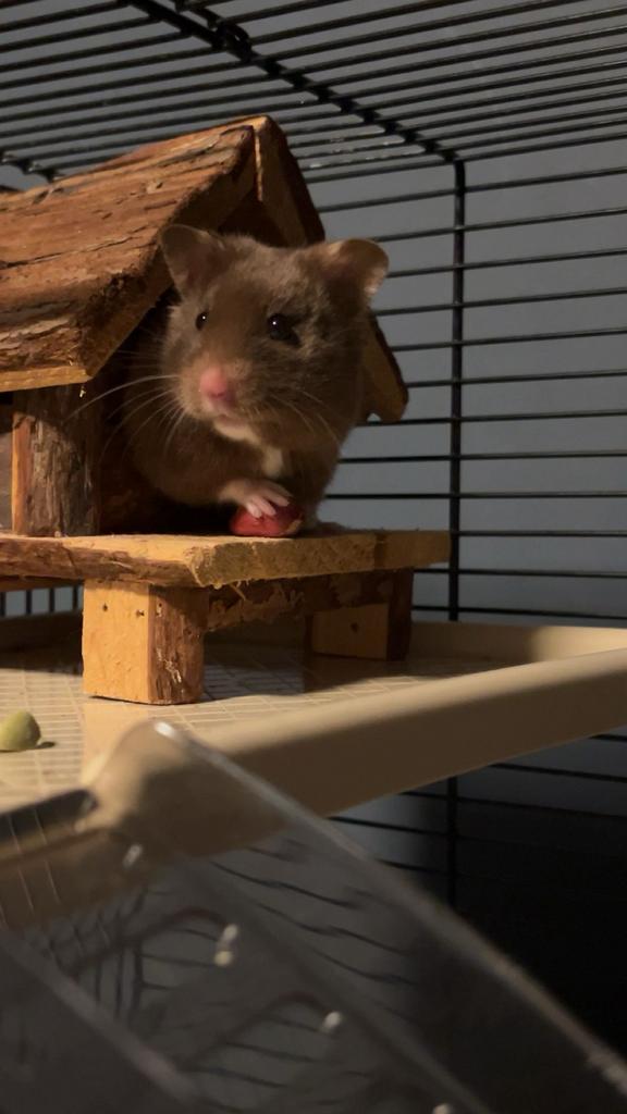 Goud hamster + groot terrarium verblijf, Hagedis, Met terrarium, 0 tot 2 jaar