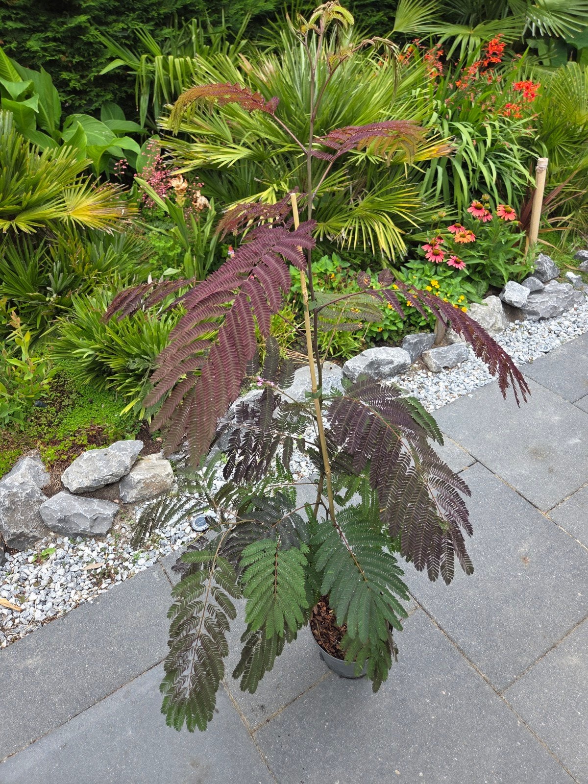 Albizia julibrissin 'Summer Chocolate' - Perzische Slaapboom, Volle zon, Vaste plant, Zomer, Ophalen