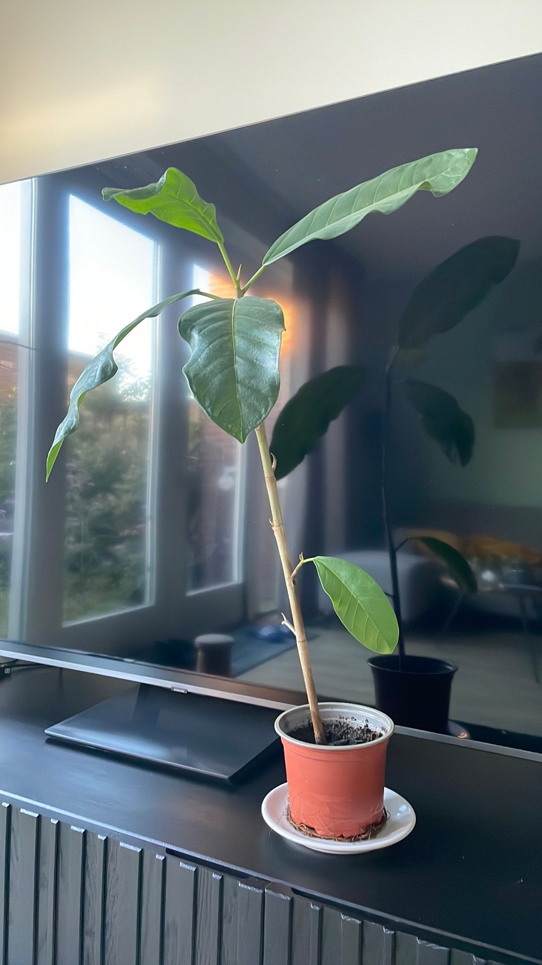 Ficus benghalensis ‘Audrey’, Ophalen, Halfschaduw, Minder dan 100 cm