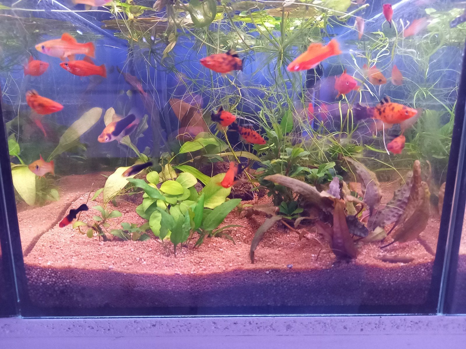 zwaarddragers aquarium vissen per 10 stuks, Vis